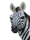 зебра, животные