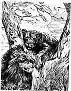 лев, львица